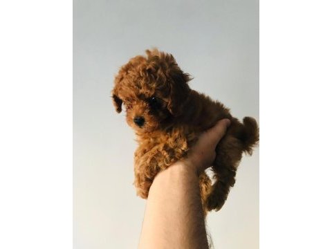 Pati ver poodle sizler için burada