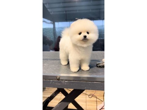 0 numara pomeranian boo teacup
