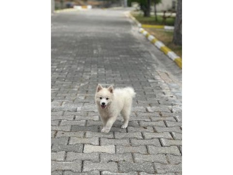 2 aylık dişi tonya finosu yavrusu