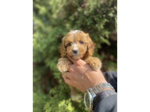 Cavapoo bebekler
