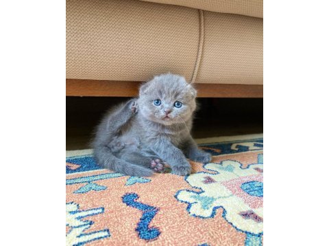 A kalite scottish fold