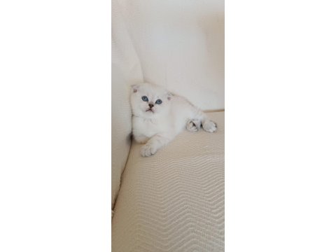 Kedi sahiplendirme british shorthair
