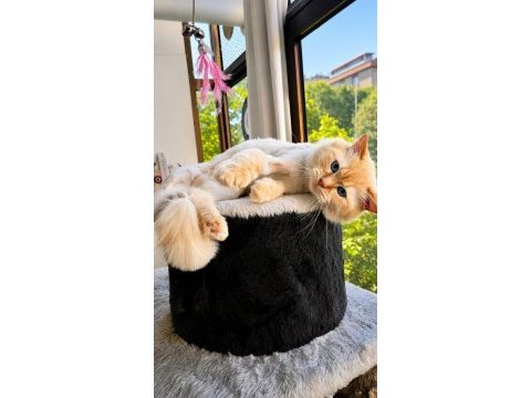 Ragdoll kedimiz ücretsiz