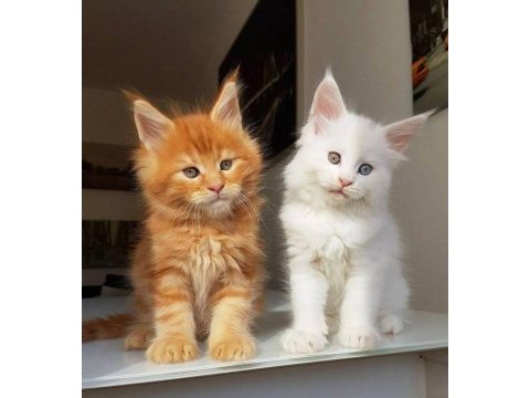 Main coon yavrularımız evinizin neşesi olacaktır