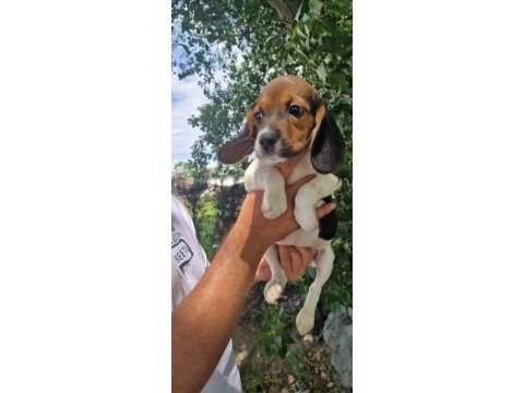 Orjinal beagle yavrular