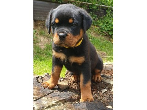 Rottweiler yavru köpeklerimiz