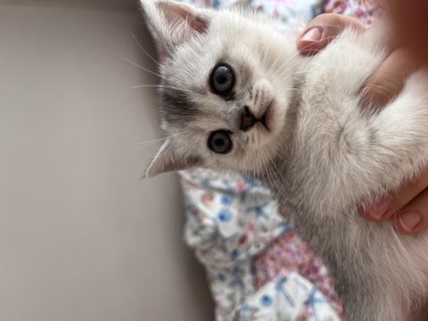 Sakarya british shorthair yavrular