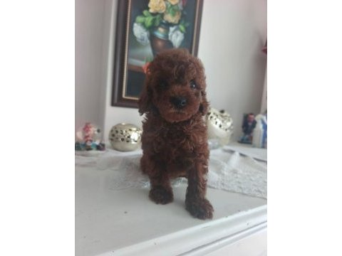 Toy poodle yavruları