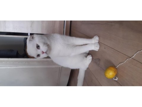 5 aylık erkek scottish fold