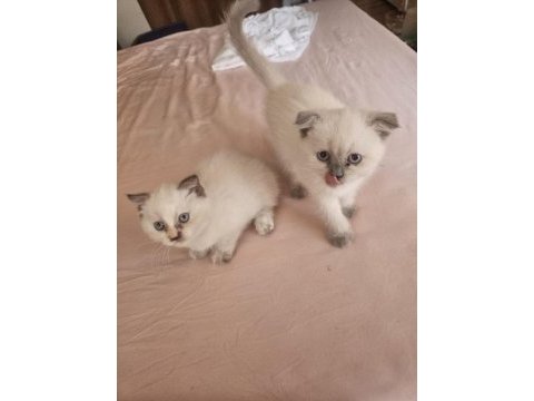 Tatlımı tatlı top kafa scottishler