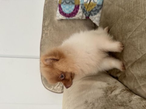 1 temmuz doğumlu erkek pomeranian boo (4 aylık)