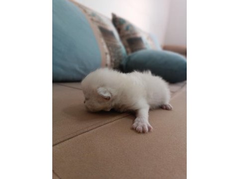 Safkan blue point 30 günlük beyaz british shorthair