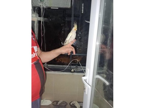Evcil konuşan sultan papağanları