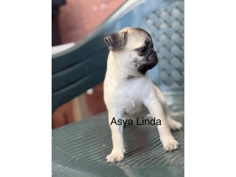 Dişi pug mops yavrumuz
