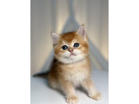 Show class golden yakışıklı british shorthair