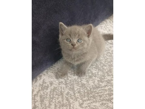33 günlük british shorthair yavrularımız