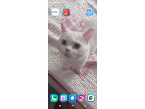 Kedimize acil ömürlük yuva