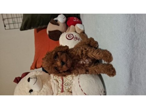 Evinizin neşesi kalbinizin sadık dostu poodle