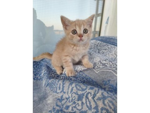 Mardin british shorthair ve scottish fold