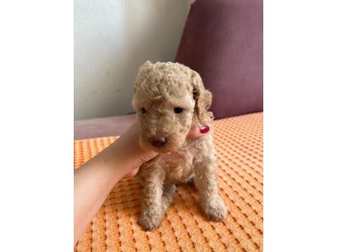 Apricot toy poodle