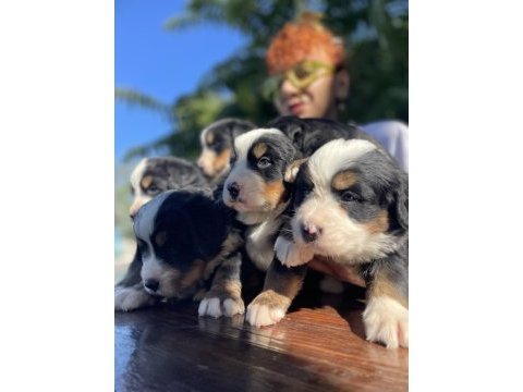Mükemmel bernese dağ köpeği yavrular