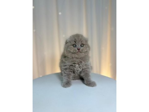 Irk ve sağlık garantili scottish fold yavru