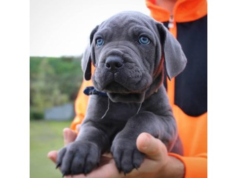 Blue cane corso yavruları