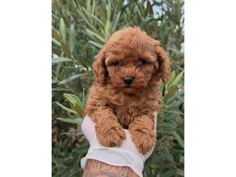 Yavru erkek toy poodle
