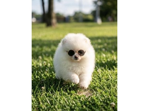 Pomeranian boo mikro erkek ve teacup dişi