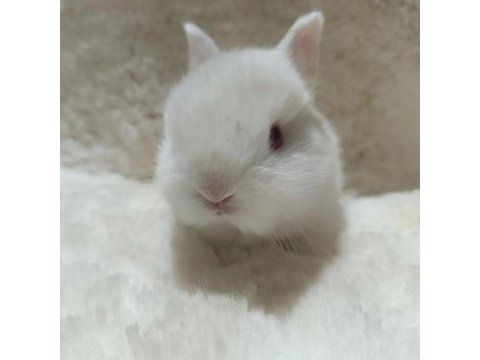 Cüce tavşan bebeklerimiz