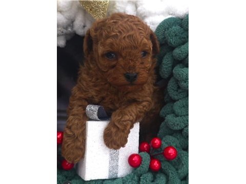 Aşılı toy poodle yavrularımız