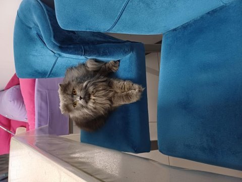 Ücretsiz takip şartlı kedimiz