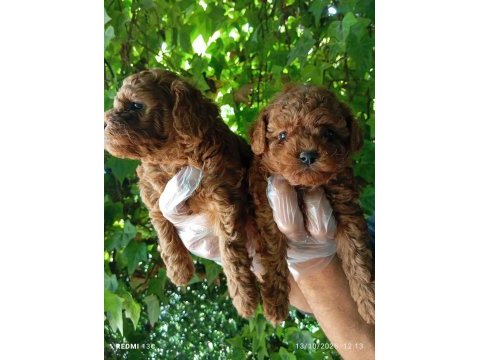 Irk ve sağlık garanti poodle yavrularımız