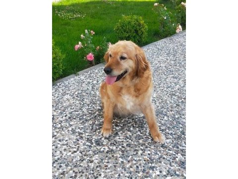 Acil - golden retriever