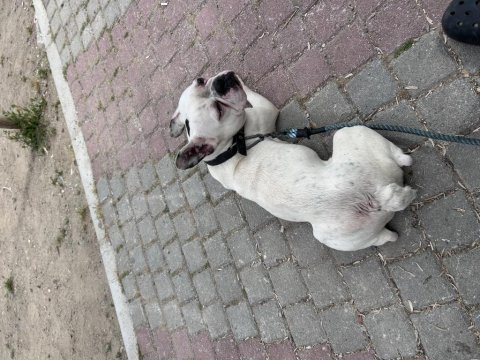 Mama karşılığı sahiplendirilecek french bulldog
