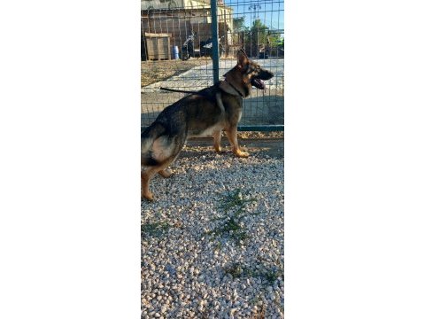 Hazır nazır eğitimli görev köpekleri