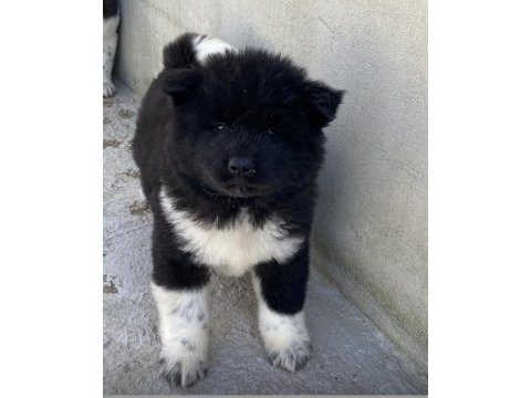 Ayı surat amerikan akita yavrular 