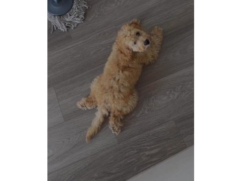 Altın tüylü 3 aylık toy poodle yavru