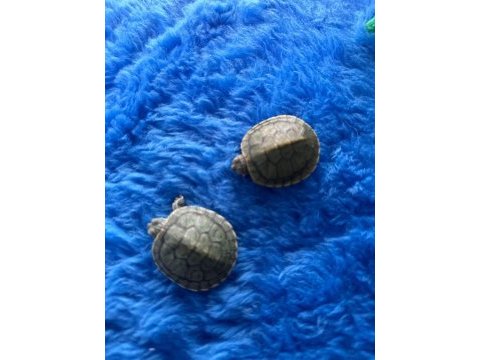 1 dişi ve 1 erkek singapur kaplumbağası