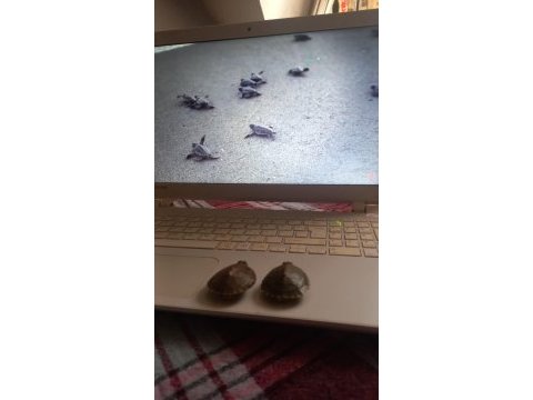 Su kaplumbagisi 4-7 aylık dişi ve erkek