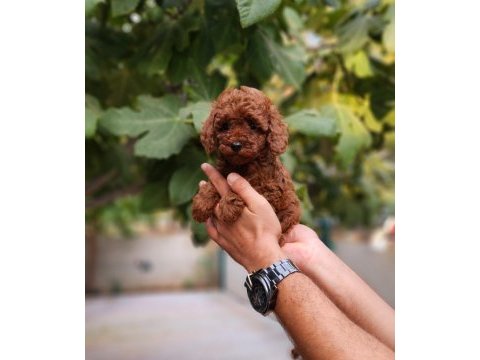 Çiftliğimiz de poodle yavrularımızı görebilirsiniz
