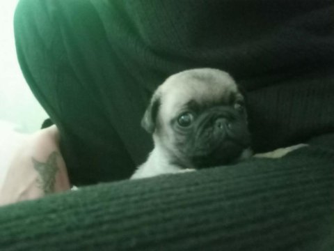 Pug isteyene rıfkı