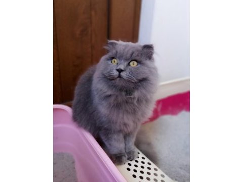 Scottish fold uzun tüylü