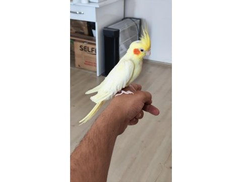 Takas sultan papağanı lutino dişi
