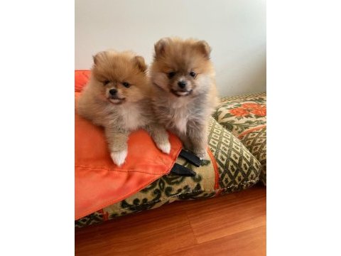 Pomeranian yavrular