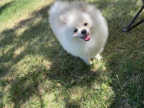 Beyaz pomeranian dişimiz 7 aylık soy ağacı mevcut