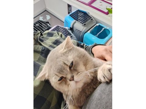 2 yaşında erkek kedimiz kısırlaştırılmış sağlıklı