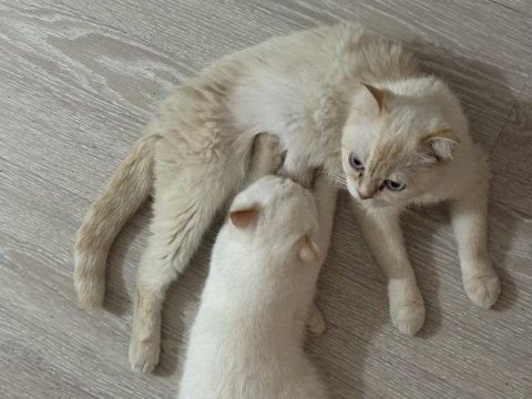 Efsane tatlı uygun scottish fold yavrular