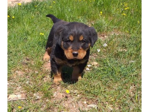 A kalite rottweiler bebekler