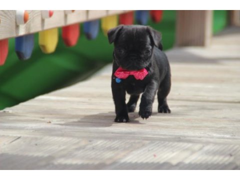 Black lekesiz pug bebeğimiz hazır